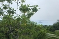 Rezidencia Praslinoise, Grand Anse, Seychely