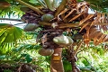 Apartmny Royale Suites, Anse Royale, Seychely