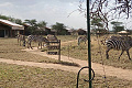 Serengeti Tanzania Bush Camp, Serengeti, Tanznia