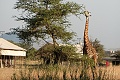Serengeti Tanzania Bush Camp, Serengeti, Tanznia