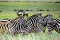 Kirawira Serena Camp, Serengeti zpad, Tanznia