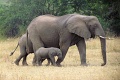 Kirawira Serena Camp, Serengeti zpad, Tanznia