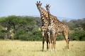 Kirawira Serena Camp, Serengeti zpad, Tanznia