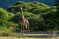 Lake Manyara Serena Safari Lodge, Mto Wa Mbu/  Lake Manyara, Tanznia