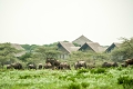 Lake Ndutu Luxury Tented Lodge, Ndutu, Tanznia
