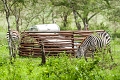 Lake Ndutu Luxury Tented Lodge, Ndutu, Tanznia