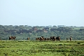 Lake Ndutu Luxury Tented Lodge, Ndutu, Tanznia