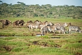 Lake Ndutu Luxury Tented Lodge, Ndutu, Tanznia