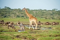 Lake Ndutu Luxury Tented Lodge, Ndutu, Tanznia