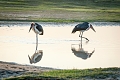 Lake Ndutu Luxury Tented Lodge, Ndutu, Tanznia