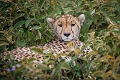 Lake Ndutu Luxury Tented Lodge, Ndutu, Tanznia