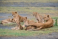 Lake Ndutu Luxury Tented Lodge, Ndutu, Tanznia