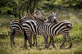 Lake Ndutu Luxury Tented Lodge, Ndutu, Tanznia