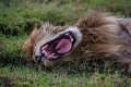 Lake Ndutu Luxury Tented Lodge, Ndutu, Tanznia