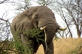 Mbuzi Mawe Serena Camp, Serengeti, Tanznia