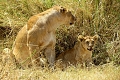 Mbuzi Mawe Serena Camp, Serengeti, Tanznia