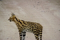 Mbuzi Mawe Serena Camp, Serengeti, Tanznia