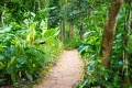 Kibale Forest Kemp, Kibale, Uganda