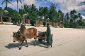 Resort Meli Zanzibar, Kiwengwa