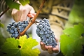 Chteau Pape Clment, Pessac