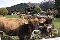 Hotel Steinbock, Klosters
