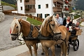 taliansko/arabba/alpenrose