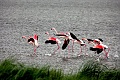 Rezidencia Delta Blu, Lido di Pomposa