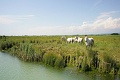 Villaggio Europa, Grado