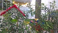 Hotel Albatros, Lido di Jesolo