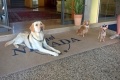 Hotel Nevada, Bibione